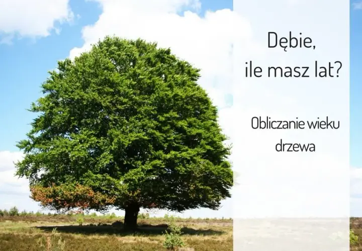 Od ilu lat dąb uznawany jest za wiekowy - poznaj cechy starych dębów