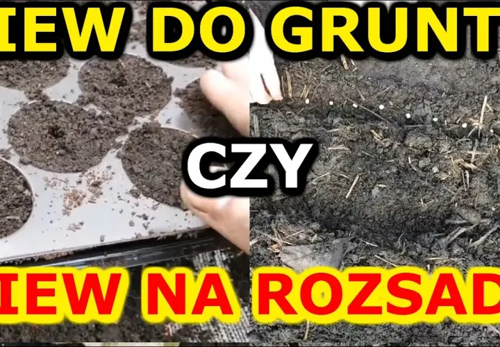 Jak siać warzywa do gruntu: 5 kluczowych zasad udanej uprawy