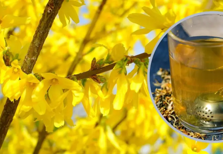 Gdzie kupić herbatę z forsycji: 5 najlepszych sklepów z naturalnymi ziołami