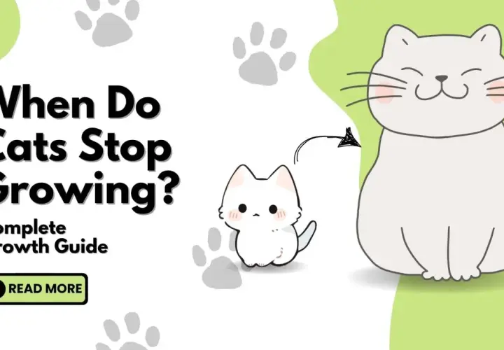 Learn when do cats stop growing with this complete guide. Features a cute kitten and a larger cat.