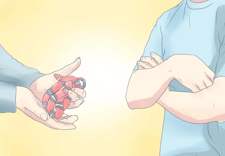 Una mano sostiene una serpiente de leche, con sus anillos rojos, negros y blancos visibles. Otra persona, con los brazos cruzados, observa.