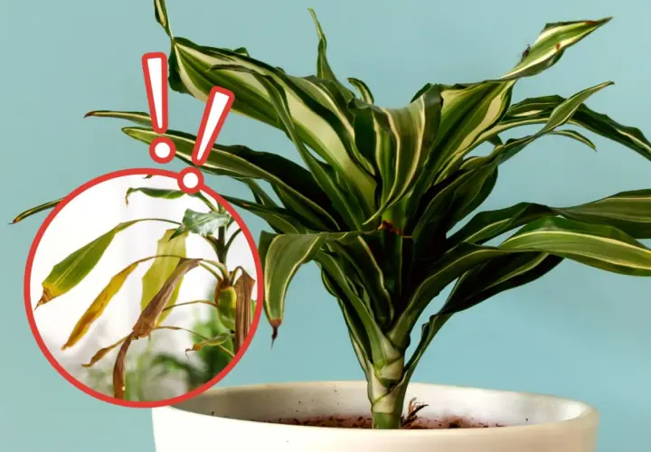 Dracena z żółknącymi liśćmi. Czy to problem z podlewaniem? Czerwone wykrzykniki wskazują na problem.