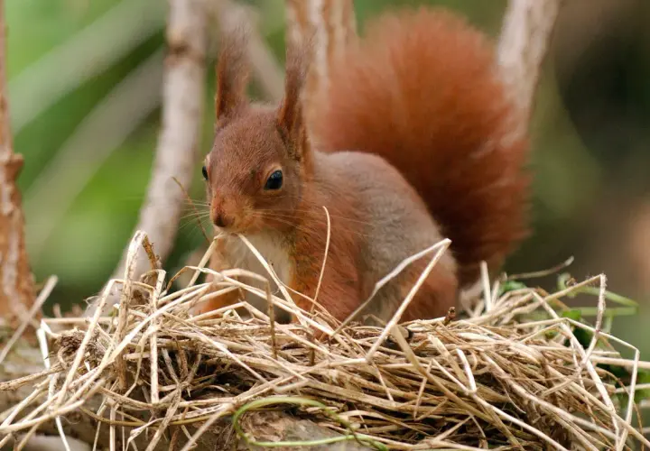 Ein Eichhörnchen sitzt in seinem Kobel, einem Nest aus Zweigen und Gras.