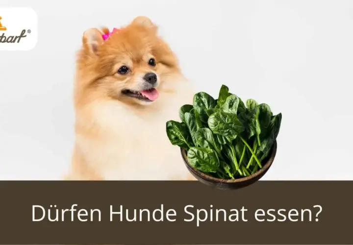 Ein Pomeranian-Hund schaut neugierig auf eine Schüssel frischen Spinat. Die Frage "Dürfen Hunde Spinat essen?" wird gestellt.