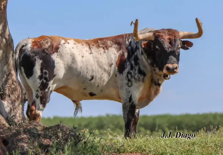 Toro de lidia con manchas marrones y negras, pastando en un campo verde. La ganadería Sobral se enorgullece de sus ejemplares.