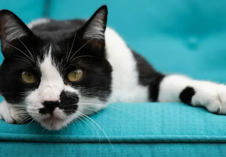 A striking white cat with bold black spots lounges on a turquoise couch, its green eyes gazing intently.
