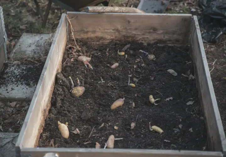 Potatis har planterats i en pallkrage och små skott börjar synas. Snart är det dags att odla potatis i pallkrage!