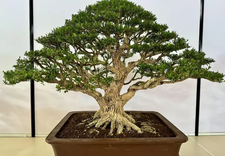Piękny, starannie uformowany bonsai z grubym pniem i gęstą koroną. Idealny przykład, kiedy przycinać bonsai, by zachować jego formę.