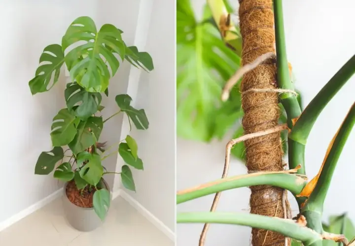 Monstera w donicy i jej korzenie powietrzne owinięte wokół palika. Czy można obciąć korzenie monstery?