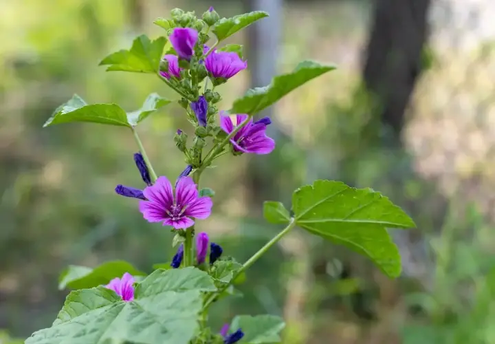 Malva selvatica: attenzione, non è tra le piante velenose. Riconoscila dai suoi fiori viola e foglie lobate.