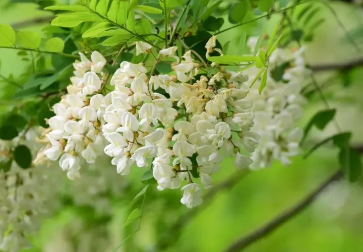Kwitnąca robinia akacjowa różowa, z białymi, zwisającymi gronami kwiatów i zielonymi liśćmi.