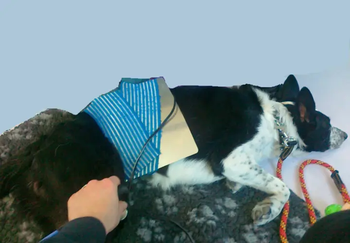 Un cane nero e bianco con un dispositivo blu sul dorso, forse per un problema al ginocchio. Una mano accarezza il suo pelo.