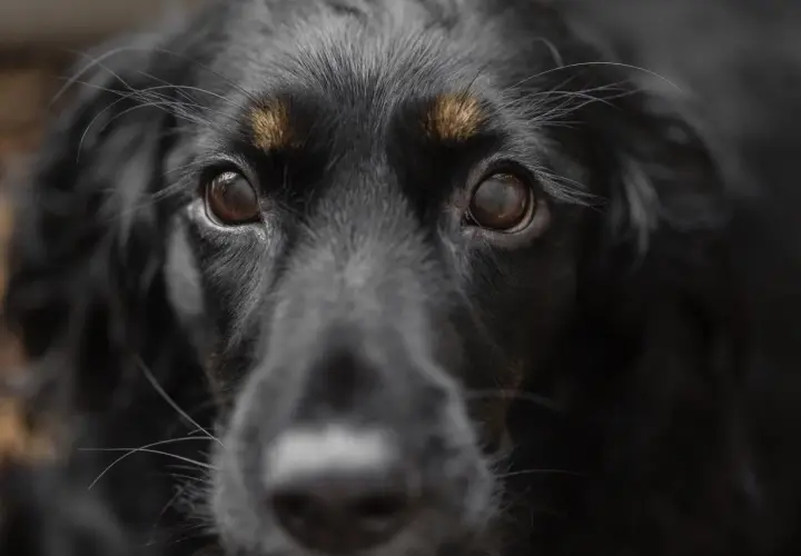 Occhi di un cane nero, con un'espressione che potrebbe suggerire paura dei cani.