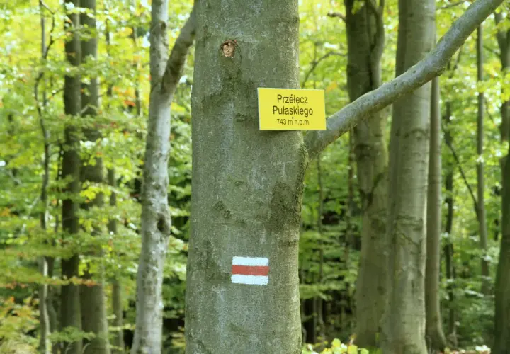 Szlak turystyczny na Lackową górę. Tabliczka z nazwą Przełęcz Pułaskiego i znak czerwono-biały na drzewie w lesie.