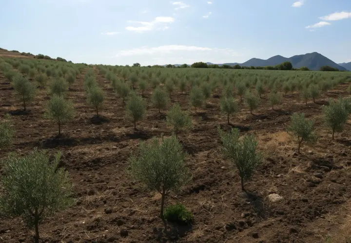 Filare di giovani olivi in un campo arato, con montagne sullo sfondo. L'irrigazione olivo estate è fondamentale per la crescita.