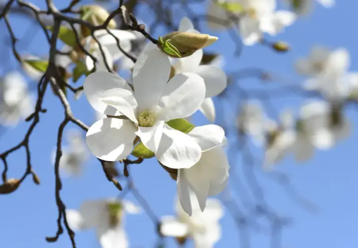 Delikatne, białe kwiaty magnolii rozkwitają na tle błękitnego nieba. Wiosna w pełni, kiedy kwitnie magnolia, przynosi piękno i nadzieję.