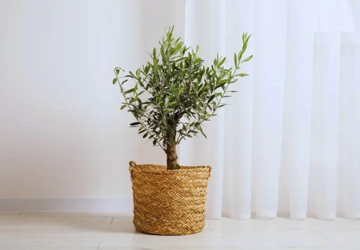 Un petit arbre olivier, symbole de paix, dans un panier en osier tressé, se dresse près d'un rideau blanc.