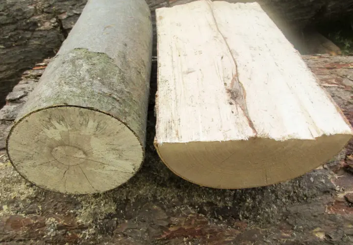 Zwei Holzstämme liegen nebeneinander. Einer ist rund, der andere ist gespalten. Ist Pappel gutes Brennholz?
