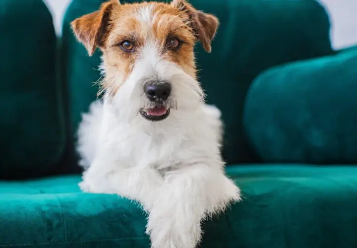Uroczy piesek rasy Jack Russell Terrier leży na turkusowej kanapie. Jego sierść jest biało-brązowa, a oczy wesołe.