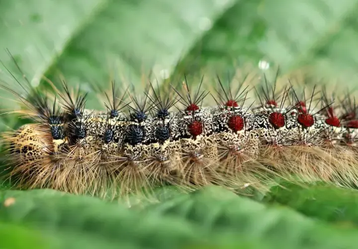 Eine haarige schwammspinner raupe mit roten Punkten und schwarzen Stacheln kriecht auf einem grünen Blatt.