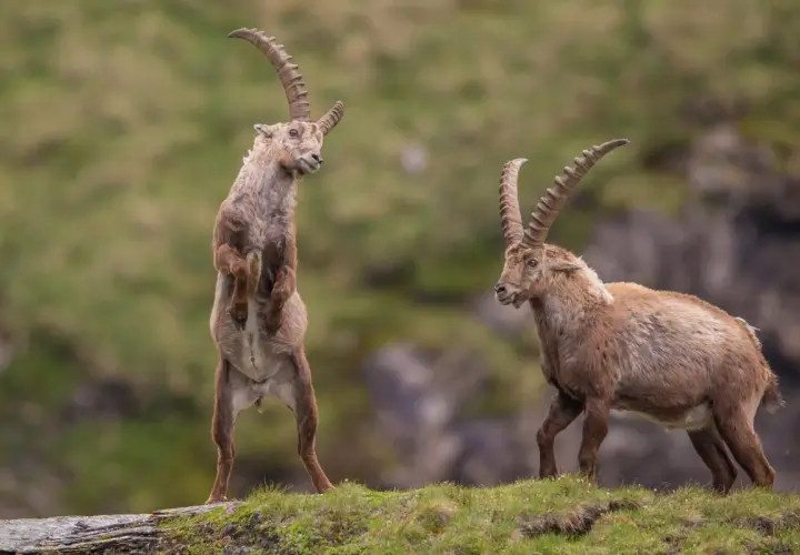 Zwei Steinbock-Tiere auf einer Bergwiese. Eines steht aufrecht, das andere geht.