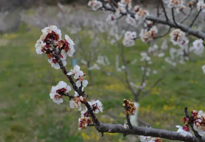 Fleurs d'abricotier en gros plan, certaines atteintes par la moniliose, sur fond flou d'un verger.