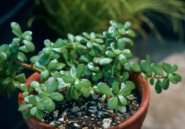 Plante succulente aux feuilles charnues et brillantes, en pot de terre cuite. Idéal pour une fiche entretien plantes d'intérieur.