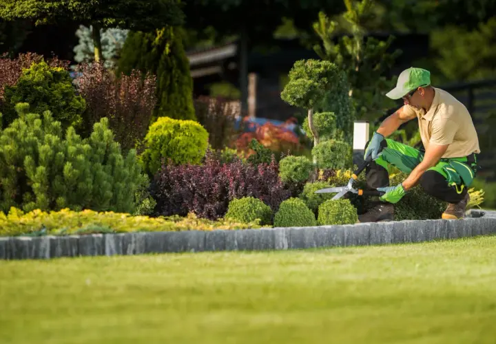 Un jardinier taille un arbuste persistant dans un jardin luxuriant.