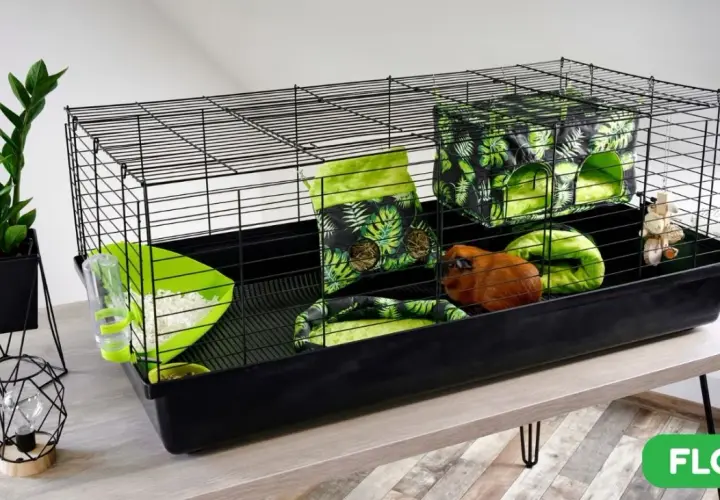 Domek dla świnki morskiej DIY: Zbuduj bezpieczną kryjówkę!