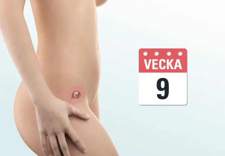 Gravid vecka 9: ett embryo växer i livmodern. En kalender visar "Vecka 9".
