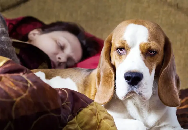 Un beagle duerme pegado a su dueña, demostrando el amor incondicional que explica porque mi perro duerme pegado a mi.