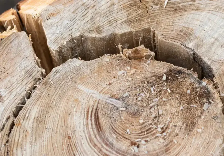 Dettaglio di un ceppo d'albero appena tagliato, con segatura sparsa e profonde crepe nel legno. L'operazione per togliere il ceppo d'albero è completa.