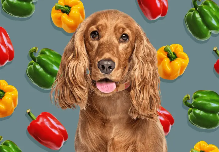 A cute dog looks at the camera surrounded by colorful bell peppers. Can dogs eat green peppers? This image suggests they might be a healthy snack!