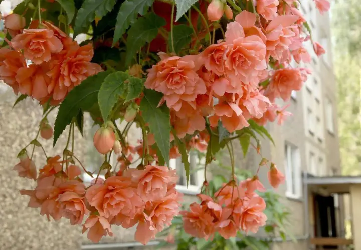 Urocza begonia kaskadowa w odcieniach brzoskwini, zwisająca z donicy na tle budynku.