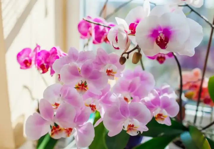 Des orchidées roses et blanches épanouies, comme si on allait les mettre orchidée dans le noir pour les admirer.