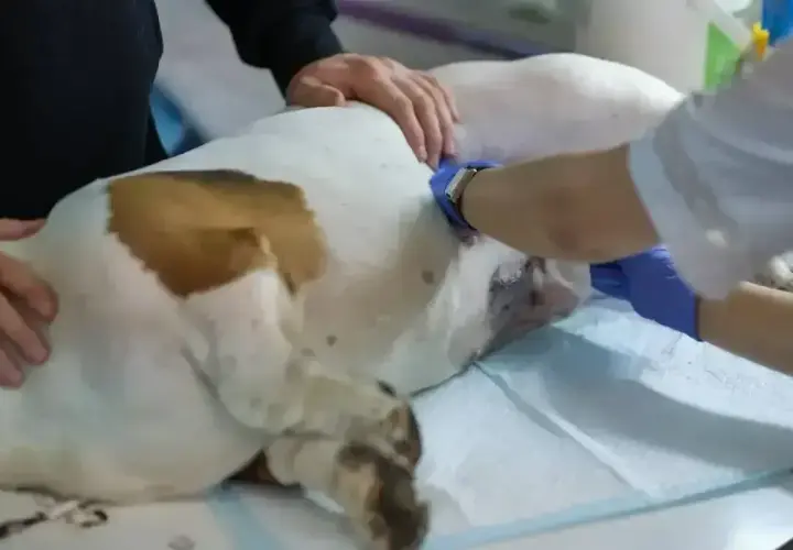 Weterynarz wykonuje zabieg, który pomoże rozwiązać problem, co zrobić żeby pies nie czuł cieczki.