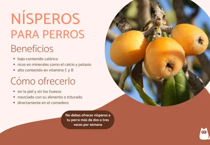 Nísperos para perros: beneficios y cómo ofrecerlos. Descubre si pueden comer nisperos los perros, sus vitaminas y minerales.
