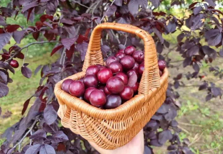 Koszyk pełen dojrzałych, ciemnoczerwonych owoców śliwy wiśniowej krzyżówki, zebranych z drzewa o purpurowych liściach.