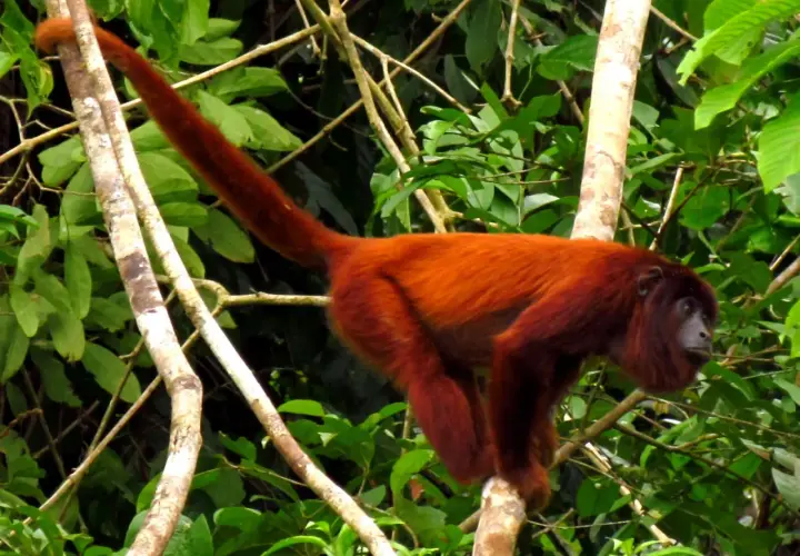 Mono rojo animal de pelaje cobrizo, con larga cola, se aferra a una rama en la selva.