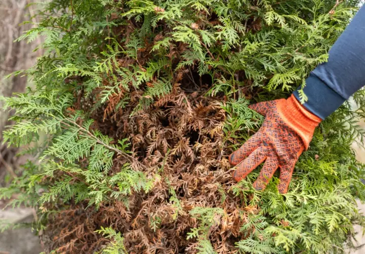 Ręka w rękawicy dotyka uschniętych gałązek tui, przygotowując się do przycięcia starej, wysokiej tui.