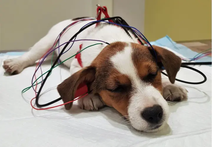 Ile kosztuje badanie słuchu u psa: poznaj aktualne ceny diagnostyki BAER