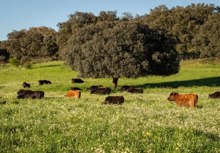 Vacas pastando en un prado florido, un paisaje idílico de ganadería Guadalmena bajo un cielo azul.