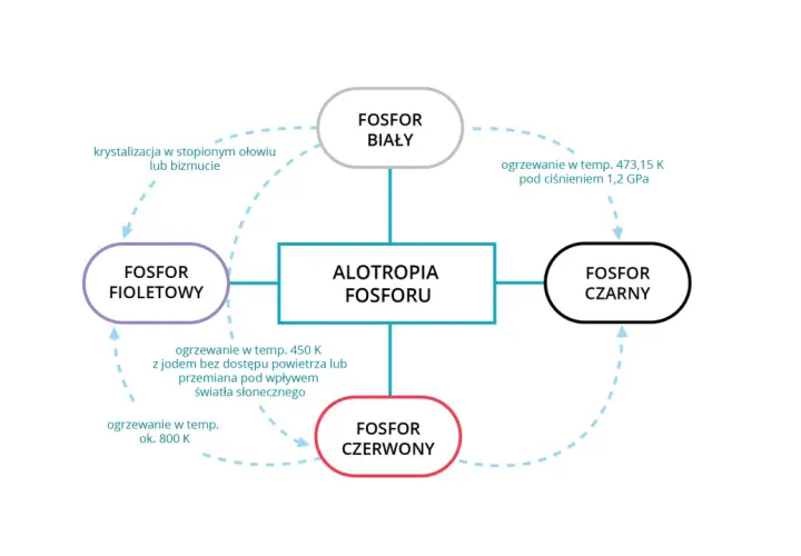 Schemat przedstawia odmiany alotropowe fosforu: biały, fioletowy, czerwony i czarny, oraz procesy ich przemian.