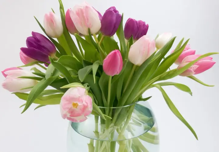Un bouquet de tulipes roses et violettes dans un vase en verre. Voici comment conserver des tulipes pour qu'elles restent belles plus longtemps.