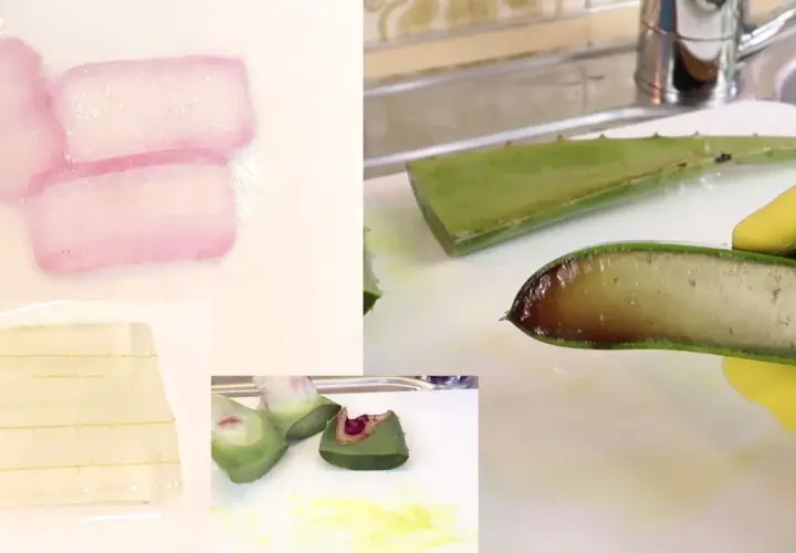 Aloe Vera wird verarbeitet. Gelber Saft tritt aus den geschnittenen Blättern aus, während das transparente Gel in Stücke geschnitten wird.