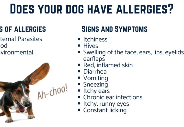 A sneezing Basset Hound with long ears flying, illustrating signs of dog skin allergies like itchiness and inflamed skin.