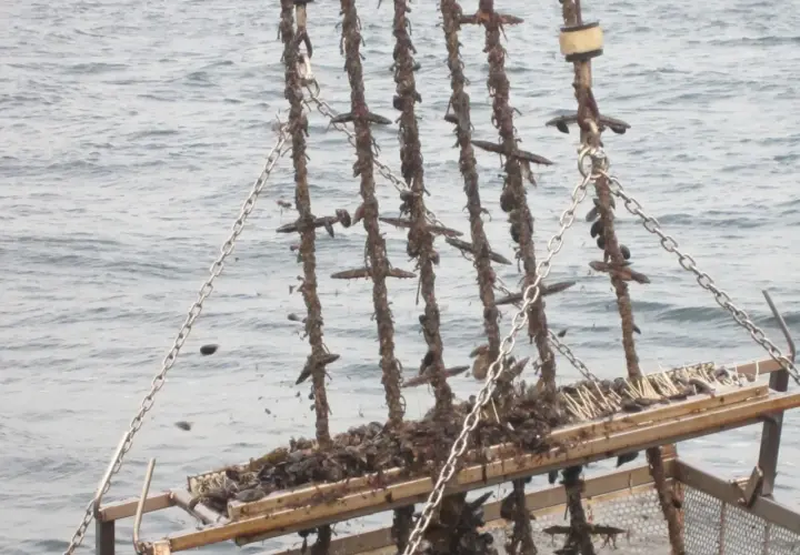 Cosecha de mejillones en bateas gallegas. Cadenas y cuerdas cubiertas de marisco listas para ser procesadas.