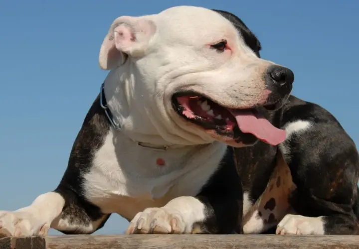 Pies rasy pitbull, często zaliczany do niebezpieczne rasy psów, z językiem na wierzchu, na tle błękitnego nieba.