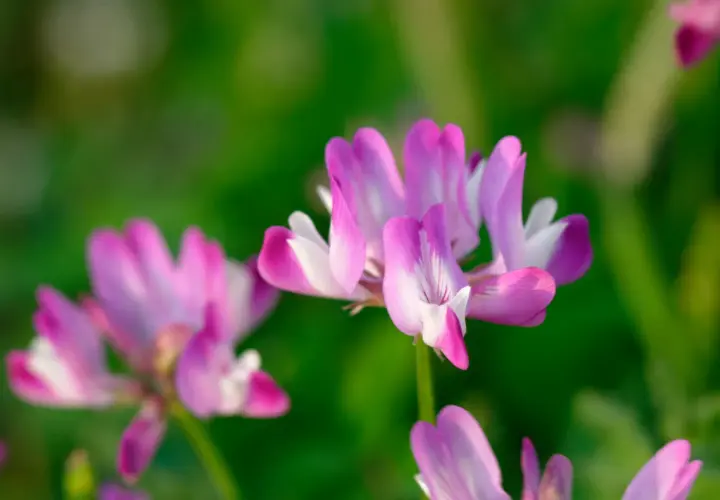 Fiori rosa e bianchi di astragalo, noti per le loro proprietà benefiche, su uno sfondo verde sfocato.