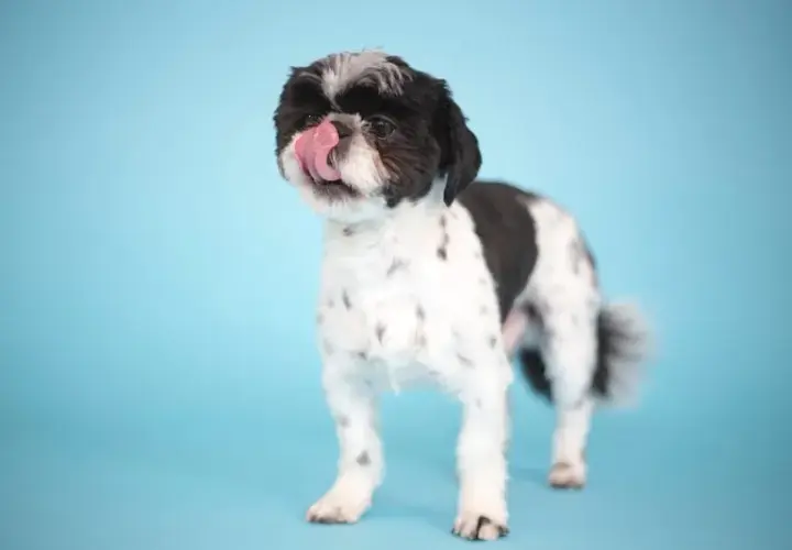 Ile powinien jeść szczeniak shih tzu? Błędy w żywieniu, które szkodzą psu